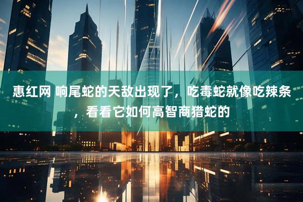 惠红网 响尾蛇的天敌出现了，吃毒蛇就像吃辣条，看看它如何高智商猎蛇的