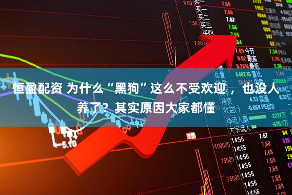 恒盈配资 为什么“黑狗”这么不受欢迎 ，也没人养了？其实原因大家都懂
