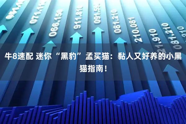 牛8速配 迷你 “黑豹” 孟买猫：黏人又好养的小黑猫指南！